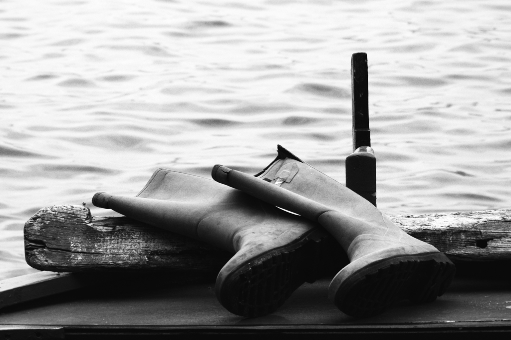 scilla.2